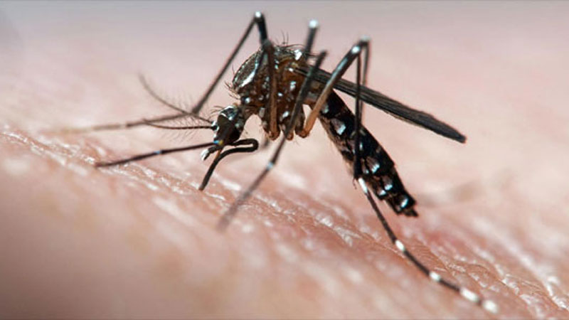 Mosquito Aedes aegypti