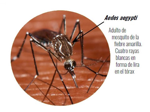 Mosquito fiebre amarilla Aedes aegypti