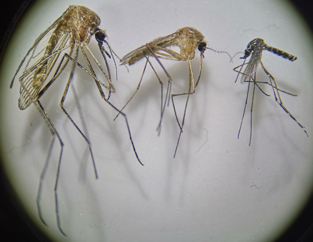 Reconocer mosquito invasor paso 3