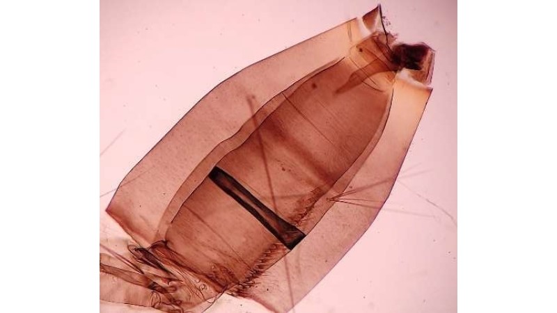 Larvas aedes aegypti