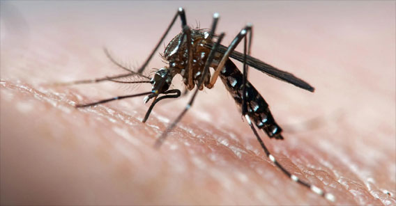 Mosquito Aedes aegypti